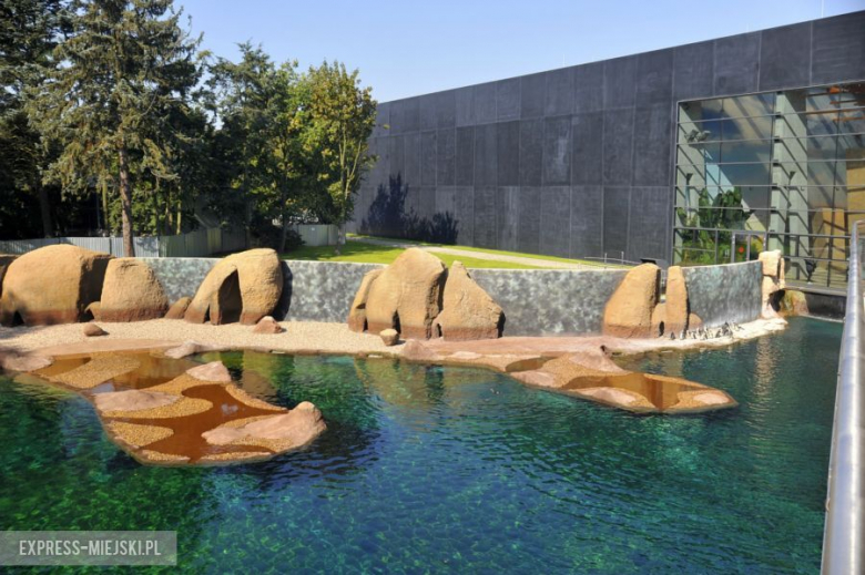 Wrocławianie testowali Afrykarium