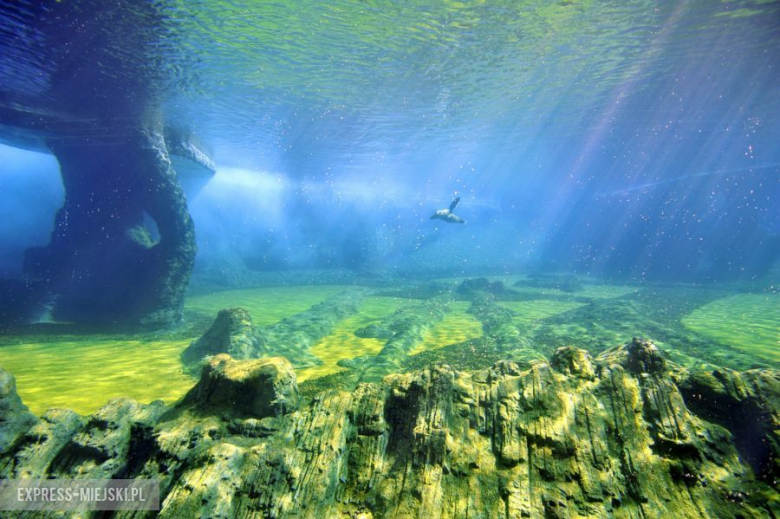 Wrocławianie testowali Afrykarium
