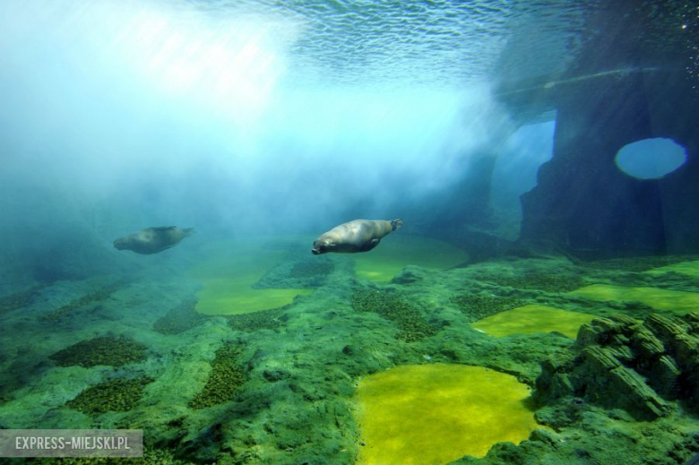 Wrocławianie testowali Afrykarium