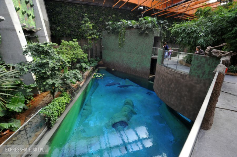 Wrocławianie testowali Afrykarium