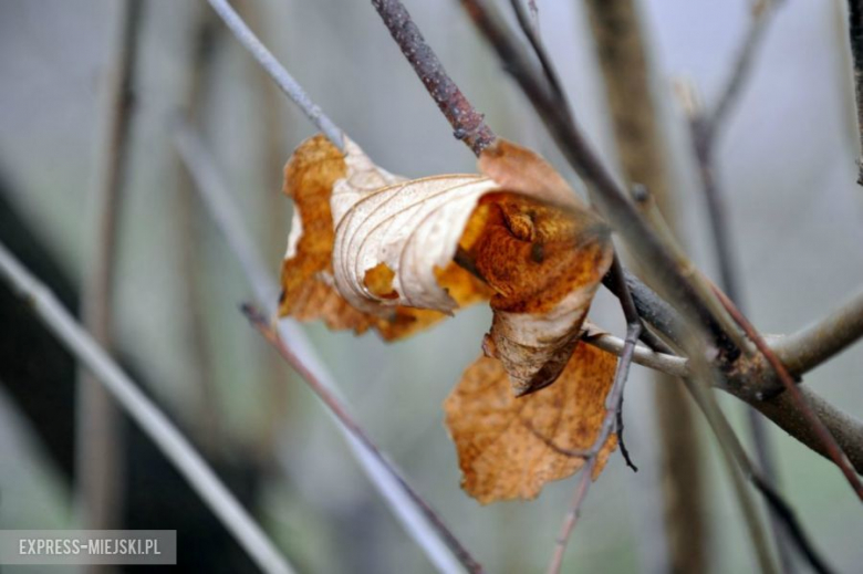 40 Rajd Cieszyńska Barbórka