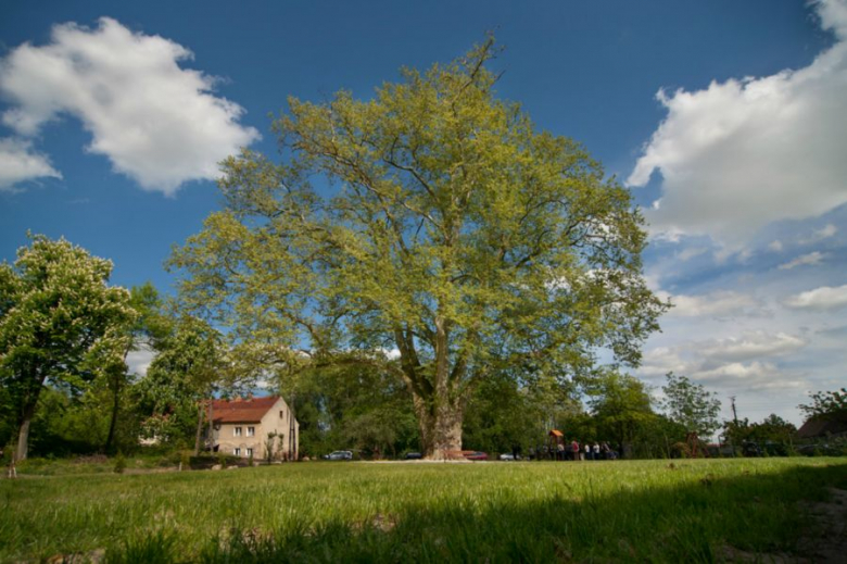 Platan Cesarz w Cesarzowicach