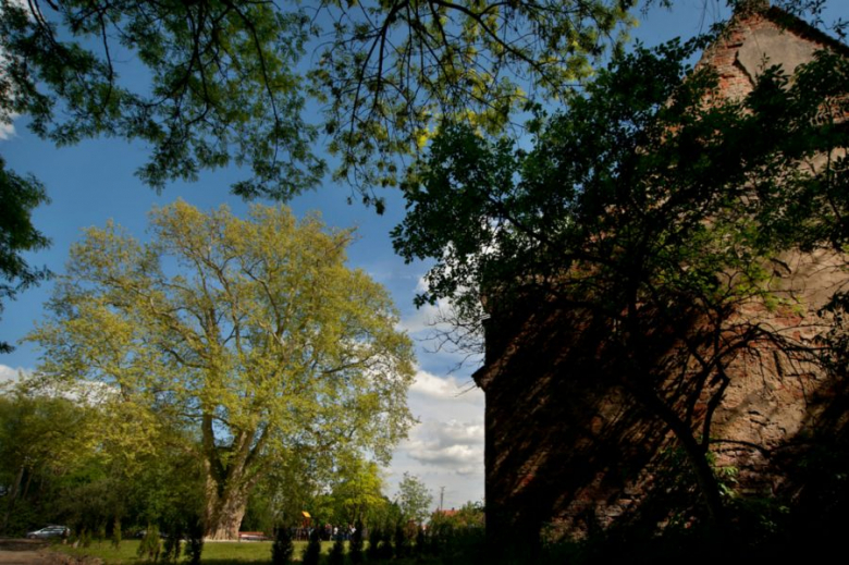 Platan Cesarz w Cesarzowicach