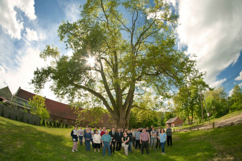 Platan Cesarz w Cesarzowicach