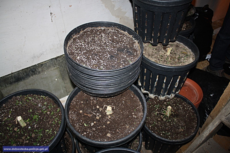 Mężczyzna, do którego należała uprawa trafił już za kratki. Zastosowano wobec niego tymczasowy areszt