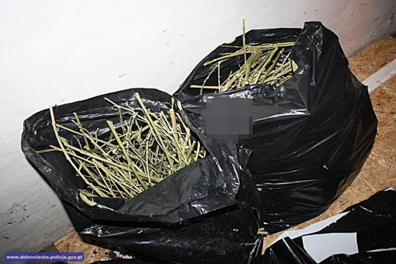 Mężczyzna, do którego należała uprawa trafił już za kratki. Zastosowano wobec niego tymczasowy areszt