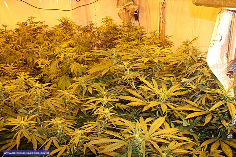 Mężczyzna, do którego należała uprawa trafił już za kratki. Zastosowano wobec niego tymczasowy areszt