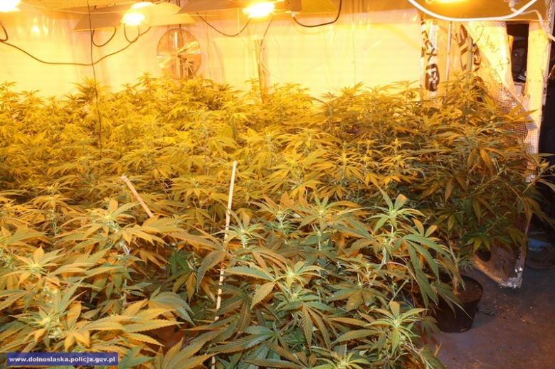 Mężczyzna, do którego należała uprawa trafił już za kratki. Zastosowano wobec niego tymczasowy areszt