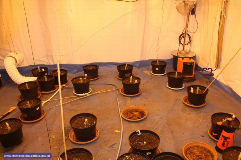 Mężczyzna, do którego należała uprawa trafił już za kratki. Zastosowano wobec niego tymczasowy areszt
