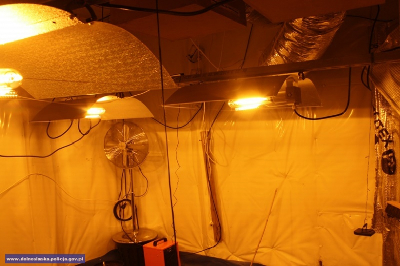 Mężczyzna, do którego należała uprawa trafił już za kratki. Zastosowano wobec niego tymczasowy areszt
