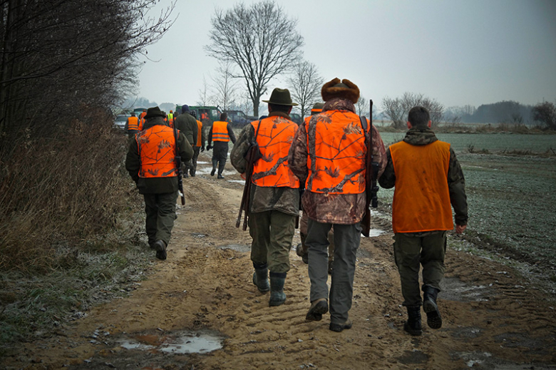 Odstrzał dzików zablokowany