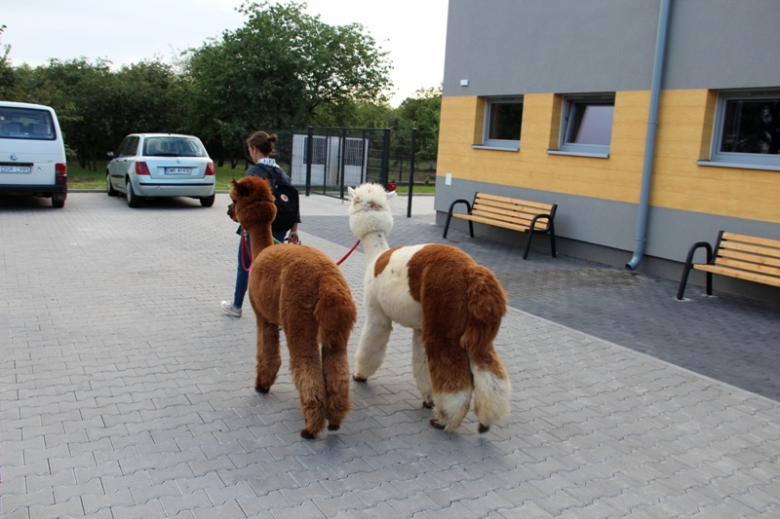 Żłobek "Wesołe Skrzaty" odwiedziły dwie sympatyczne alpaki