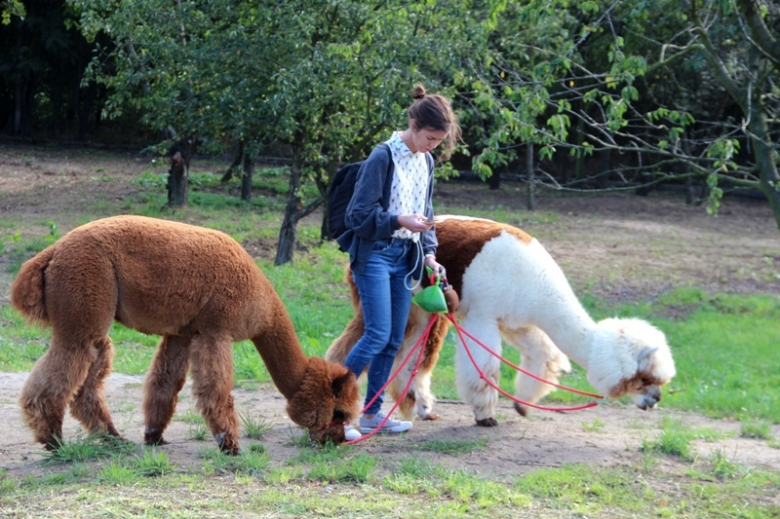 Żłobek "Wesołe Skrzaty" odwiedziły dwie sympatyczne alpaki