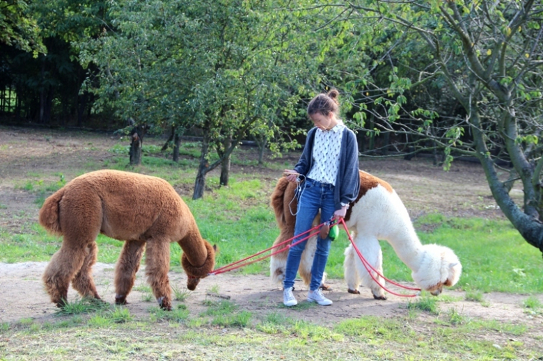 Żłobek "Wesołe Skrzaty" odwiedziły dwie sympatyczne alpaki
