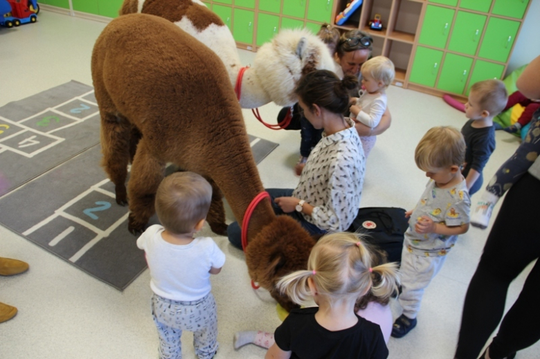 Żłobek "Wesołe Skrzaty" odwiedziły dwie sympatyczne alpaki