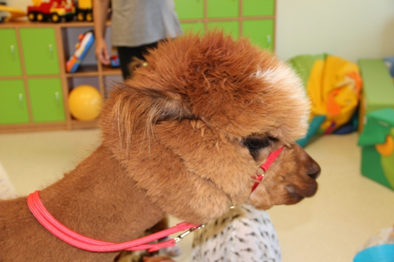 Żłobek "Wesołe Skrzaty" odwiedziły dwie sympatyczne alpaki