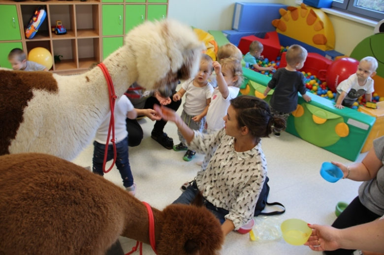Żłobek "Wesołe Skrzaty" odwiedziły dwie sympatyczne alpaki