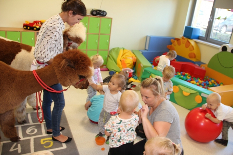Żłobek "Wesołe Skrzaty" odwiedziły dwie sympatyczne alpaki