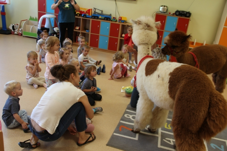 Żłobek "Wesołe Skrzaty" odwiedziły dwie sympatyczne alpaki