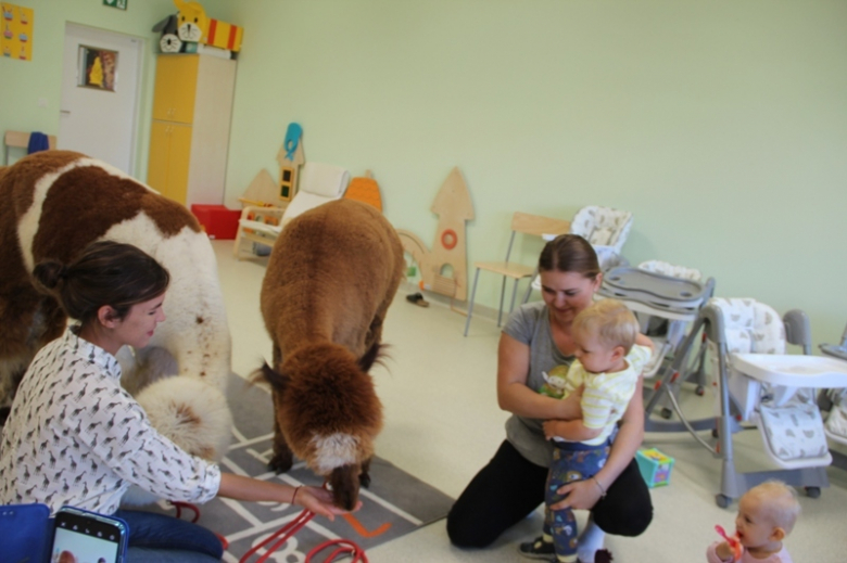 Żłobek "Wesołe Skrzaty" odwiedziły dwie sympatyczne alpaki