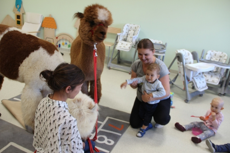 Żłobek "Wesołe Skrzaty" odwiedziły dwie sympatyczne alpaki