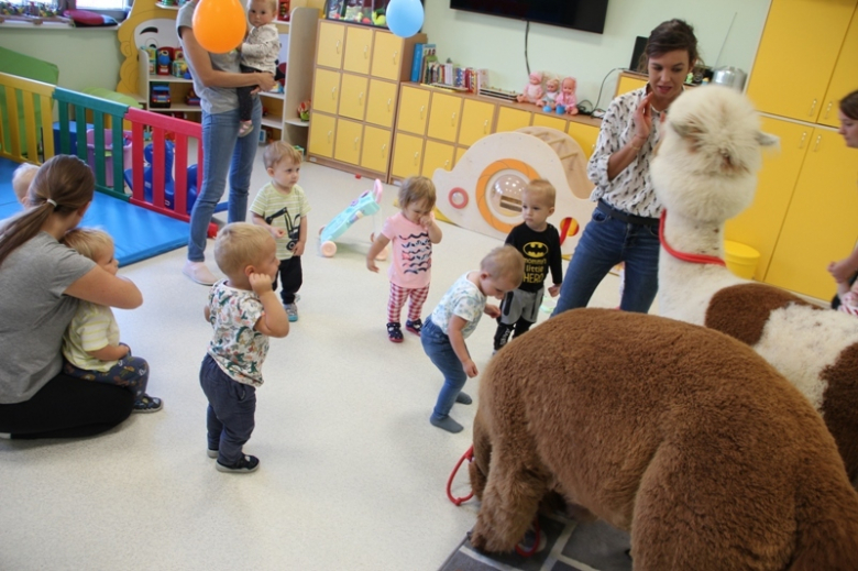Żłobek "Wesołe Skrzaty" odwiedziły dwie sympatyczne alpaki