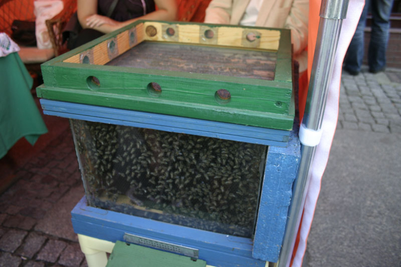 Święto Wina w Mieście Skarbów