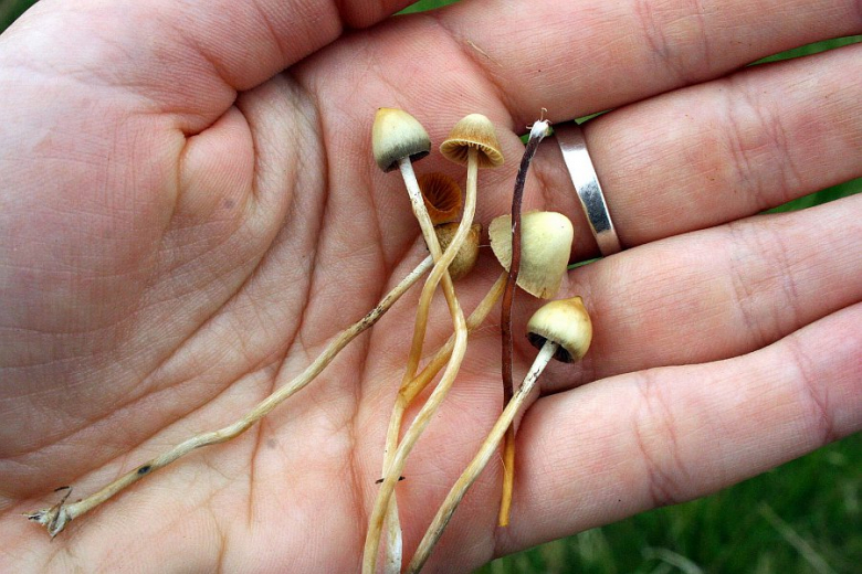 Narkotyki w Środzie Śląskiej