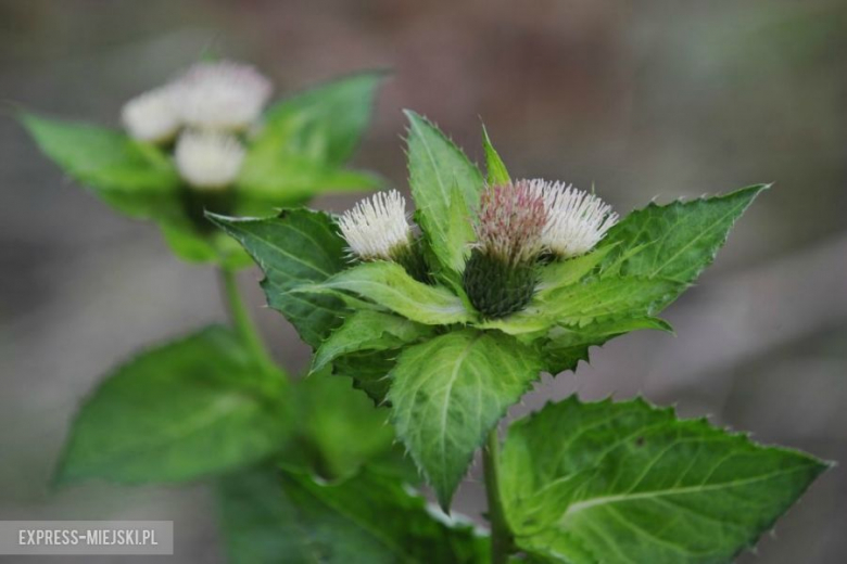 Cieszyńska Barbórka 2013