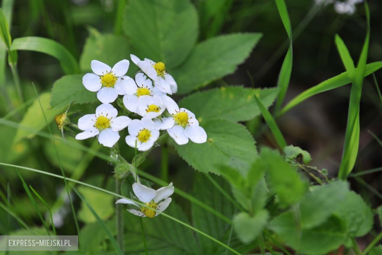 Fotorelacja z 29 Rajdu Karkonoskiego