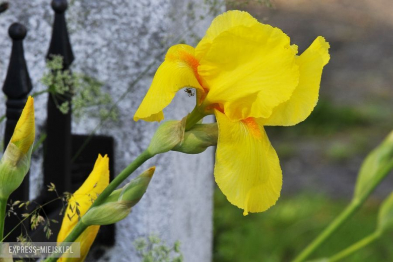 Fotorelacja z 29 Rajdu Karkonoskiego