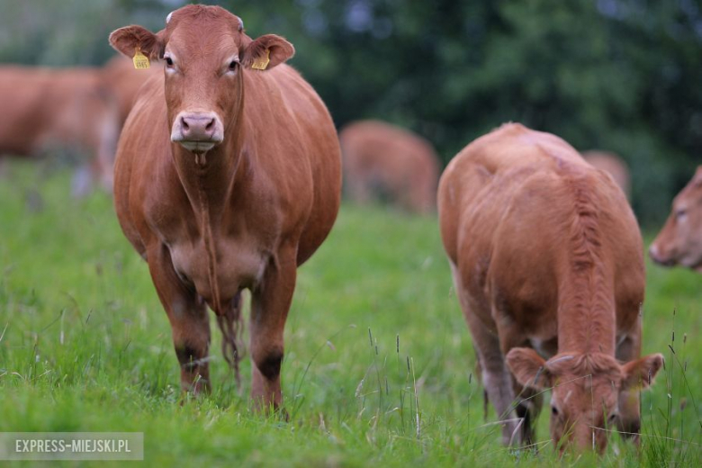 LOTOS 71 Rajd Polski