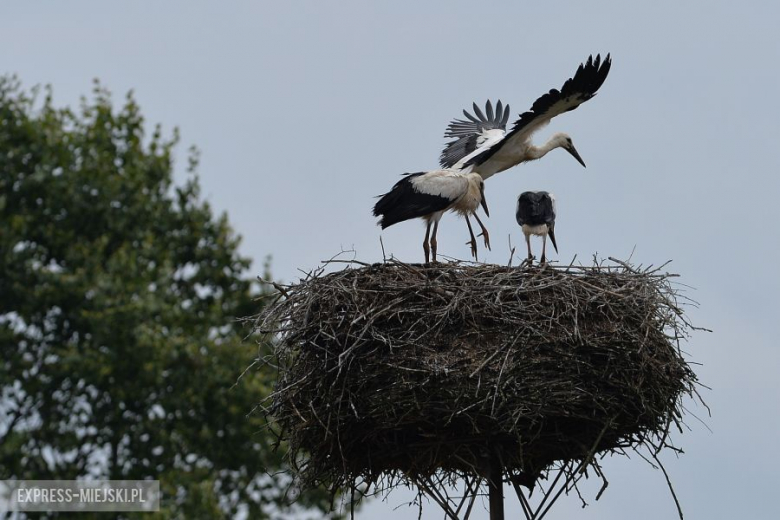 LOTOS 71 Rajd Polski