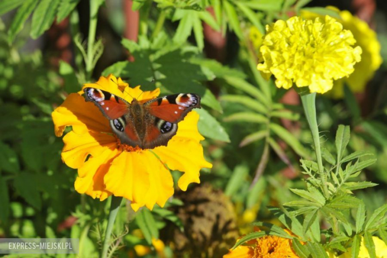 Rajd Nadwiślański 2014