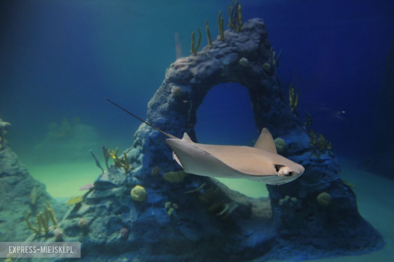 Wrocławianie testowali Afrykarium