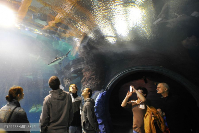 Wrocławianie testowali Afrykarium