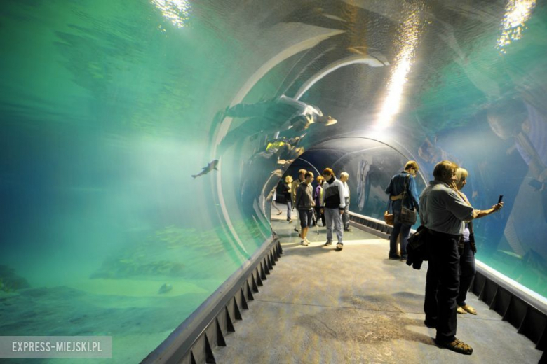 Wrocławianie testowali Afrykarium