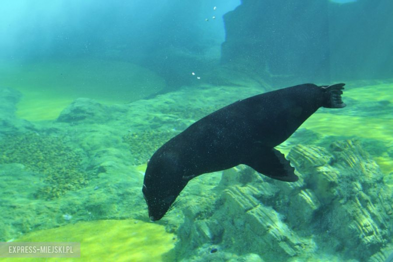 Wrocławianie testowali Afrykarium