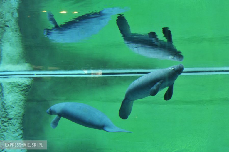 Wrocławianie testowali Afrykarium