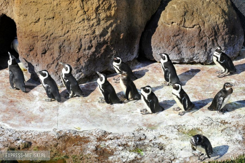 Wrocławianie testowali Afrykarium