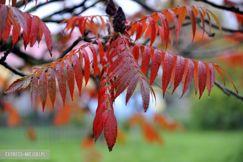 Rajd Dolnośląski 2014 - Oesy