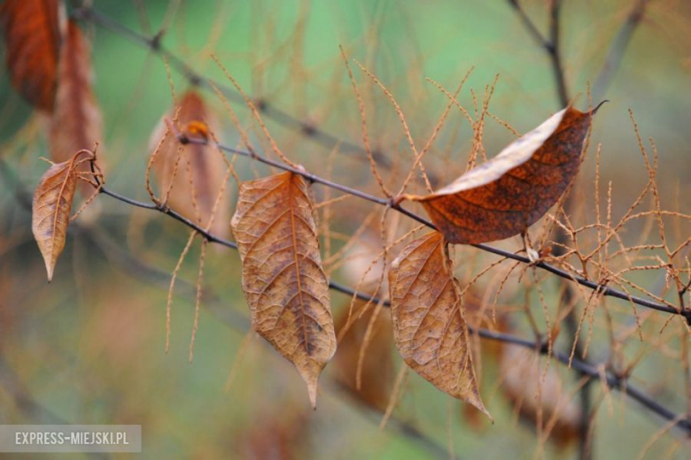 40 Rajd Cieszyńska Barbórka