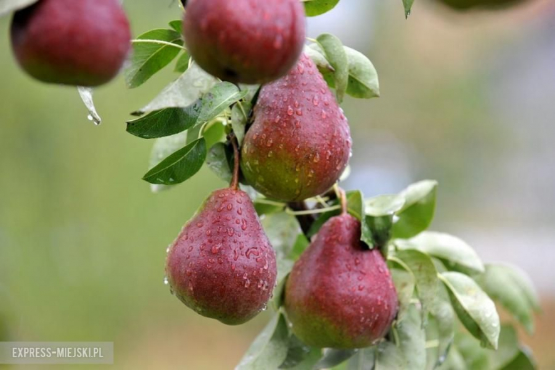 Rajd Nadwiślański 2015