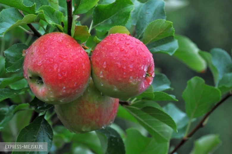 Rajd Nadwiślański 2015