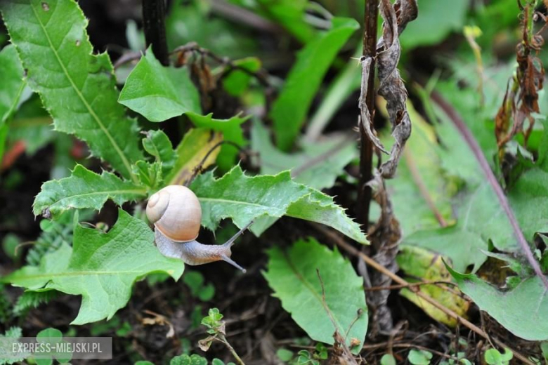 Rajd Nadwiślański 2015