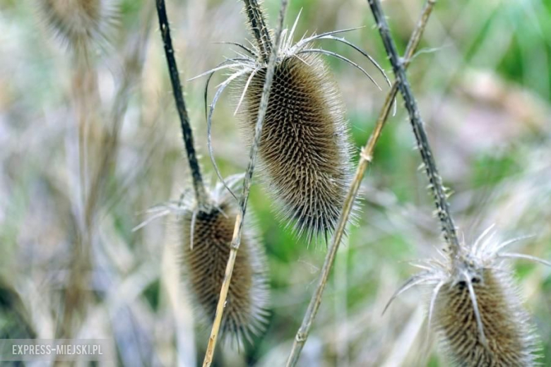 44 Rajd Świdnicki KRAUSE - dzień pierwszy