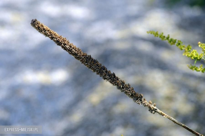 2 Runda Gravel Masters