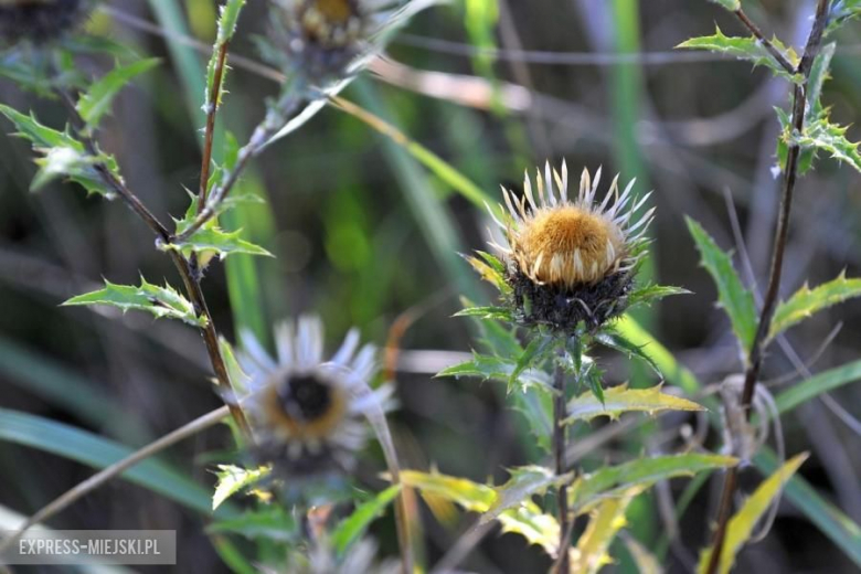 Columna Medica Baja Poland 2016
