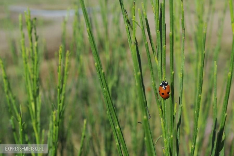 Columna Medica Baja Poland 2016