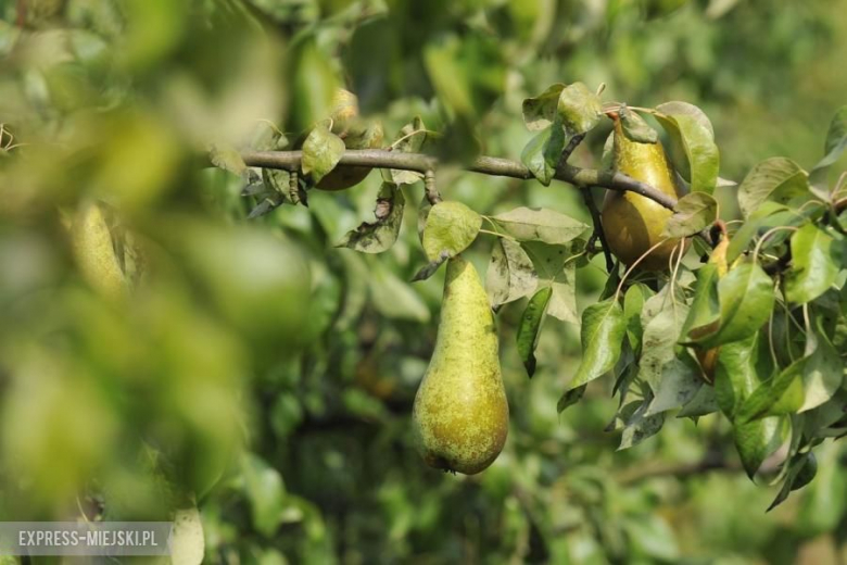 Rajd Nadwiślański 2016